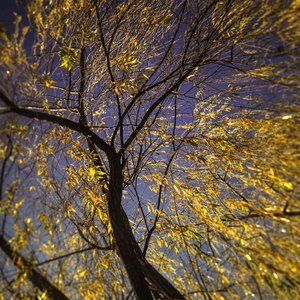 Tauknown (Chillstep Koto Mix)