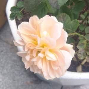 和你失联的第七天