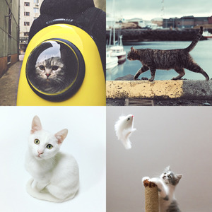 有趣可爱猫咪情怀