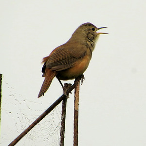 Canto da Corruíra (Troglodytes musculus)
