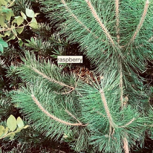 ラズベリー