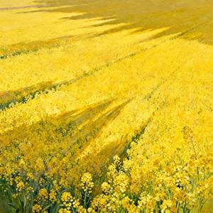 油菜花香圆舞曲