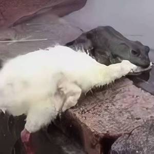 癞蛤蟆想吃天鹅肉