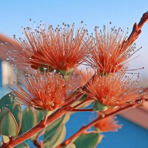 あめリフレイン-1