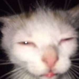 Swërved It (slowed)