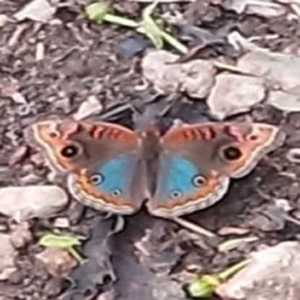 A SPECTACLE OF NATURE