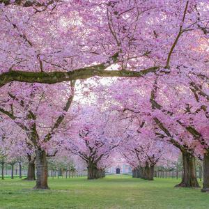 벚꽃잎이 떨어지면