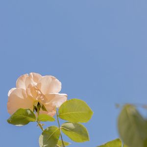 幸福钟声