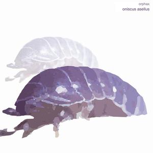 Aristostomias Scintillans