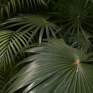 Mr. DA-NOS-Ohlala（zZAZz / VaSka remix）