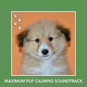 Pure Puppy Understainding