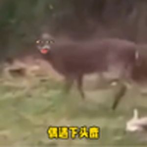 偶遇下头鹿