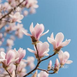 写给辛夷的歌 (Cover 史振宇)