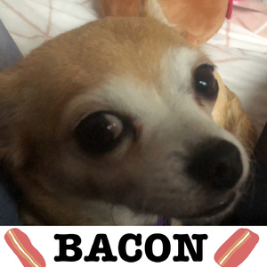 BACON