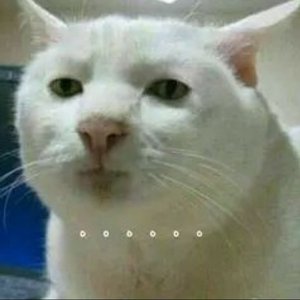 过去式prod.by房间里的大象