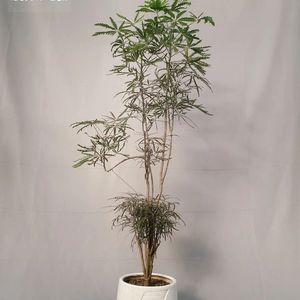 《休闲游戏里的电子律动之悦》
