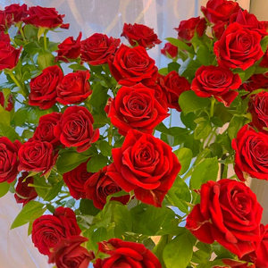 起风了 (钢琴版)