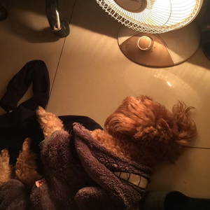 守护小影子可乐