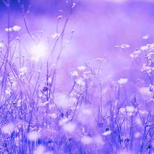 柔和的梦想时刻