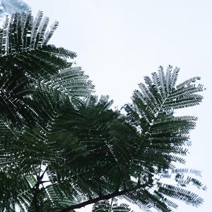 冬日华尔兹（优美轻音乐）