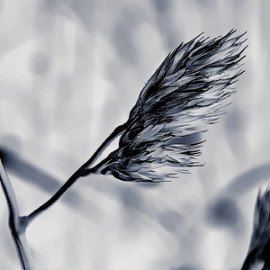 iliachtides (Polar Inertia rework)