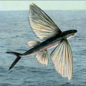 Jam session în cămară