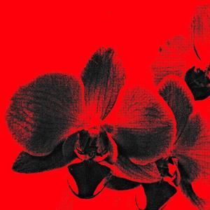 Pitaj (feat. Leka & Salva)