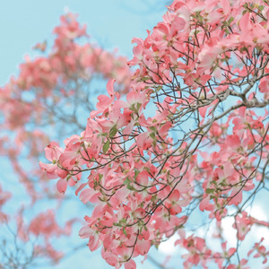 ハナミズキ (feat. 一青窈) [Cover] [Remix by Hiro] [No.1]