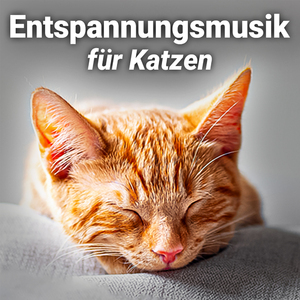 Katzen Entspannungsmusik