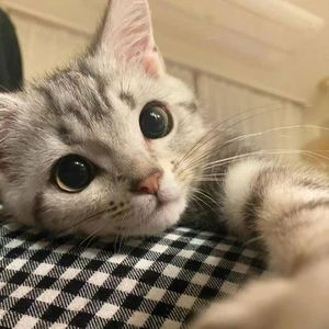 海风轻拂的宁静夏夜