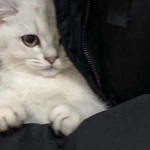 如何不再让我去想你（翻自 井迪儿）