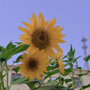 月语星念（prod by Morrow）