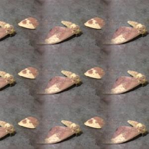 All I Want for Christmas