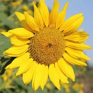 迟到的教师节礼物