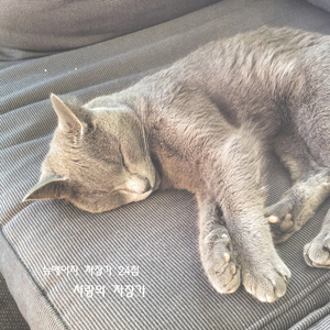 사랑의 자장가