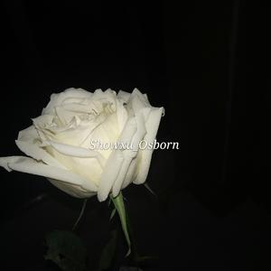 我在人民广场吃炸鸡