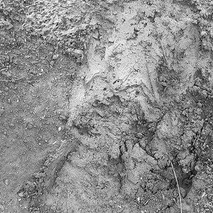 Barro