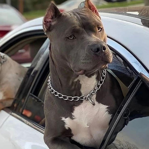 The hoo (Instrumental Version)