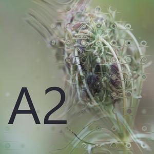 A2