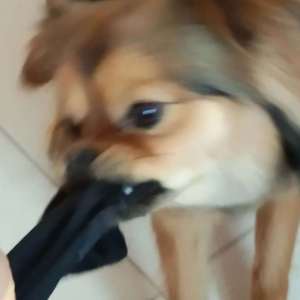 可乐