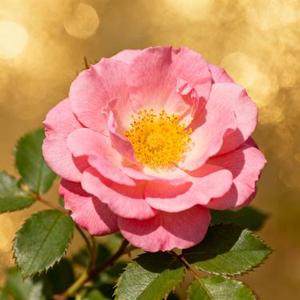 浪子闲话 (Cover 花僮)