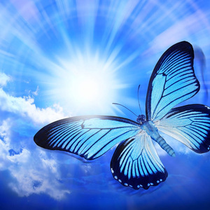 回旋曲 Rondo：Presto