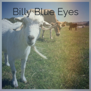 Billy Blue Eyes