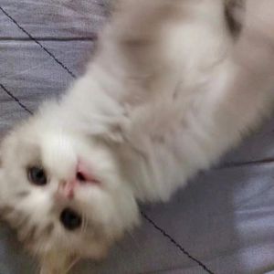 [Free] "她不爱我所以我把她杀了" Carti x Rage x 2hollis Type B