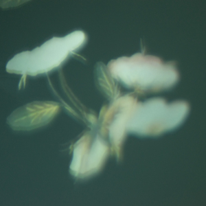 此生不悔遇见demo