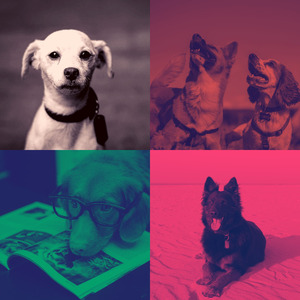 一尘不染小狗印象数