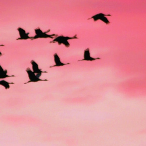 我喜欢你时的内心活动（翻自 陈绮贞）