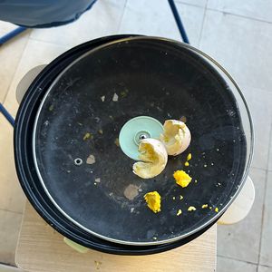 不完美但完成proby yn1jasper