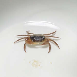 夏だ!BBQの海 (feat.DEKAMETAL-G)