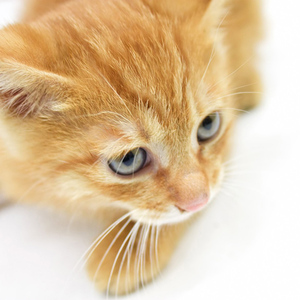 また明日(カバー)